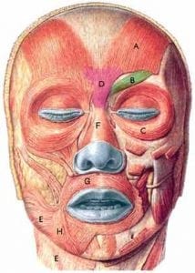 Face Muscle structure